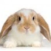 Danicepan profile image