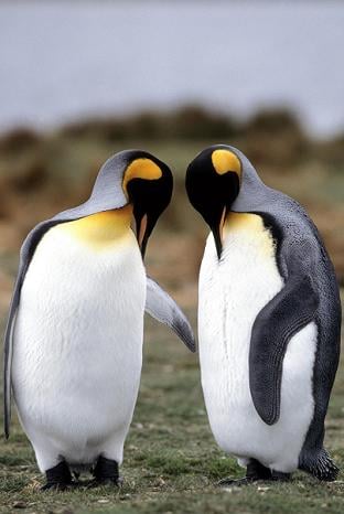 Penguins are neither agnostic nor atheistic, and I suspect even not theistic, yet know better how to live in peace..