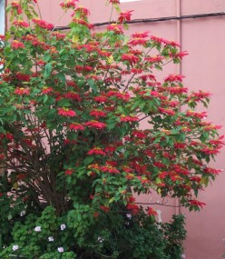The pretty Poinsettia grows well on Tenerife