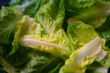 Romaine Lettuce