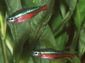 Tetra freshwater tropical fish