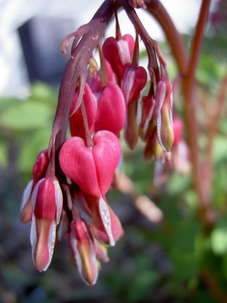 The Caregiver Needs Your Heartfelt Attention