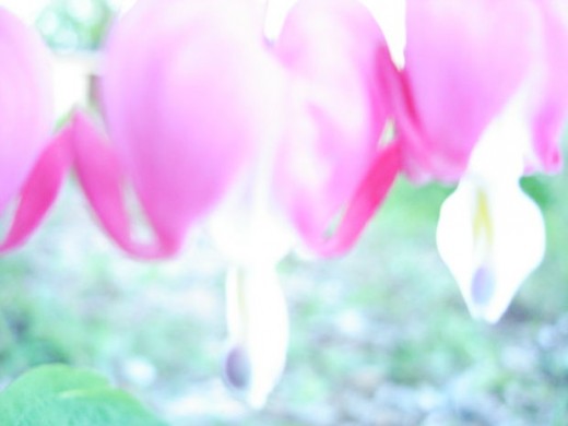 A Caregiver's Former Life Has Faded Away
