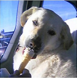 Maggie gets pooch ice cream for first time ever