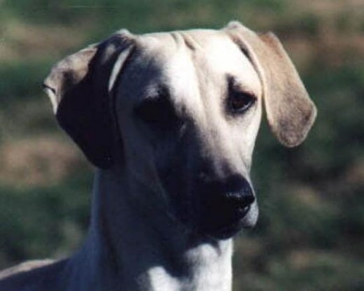 Slougui 2
