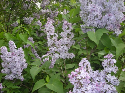 Can You Smell The Lilacs?