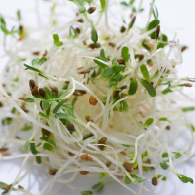 Alfalfa sprouts are a good source of vitamins and can serve as a base for salad mixes.
