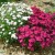 ONE PLANT, TWO COLORS. MOTHER NATURE'S CURVEBALL.