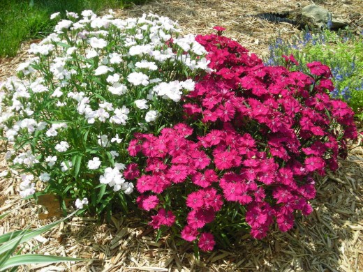 ONE PLANT, TWO COLORS. MOTHER NATURE'S CURVEBALL.