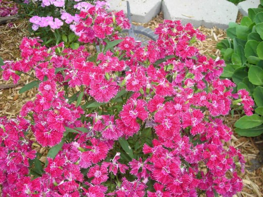 MAGENTA BEAUTY.