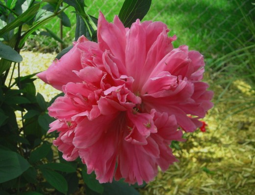 A BOUNTIFUL PEONY!