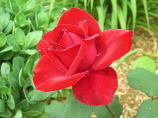 AN INCREDIBLE OLYMPIAD RED!!!
