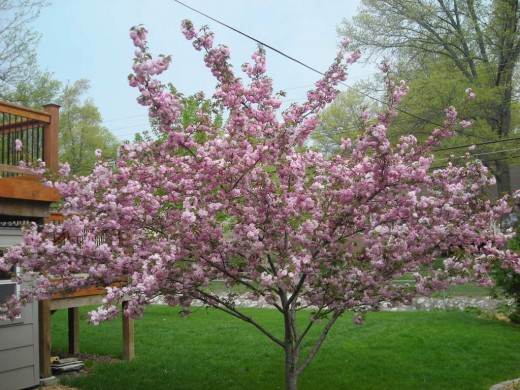 THE CHERRY TREE IN FULL BLOOM!