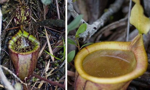Attenborough Pitcher