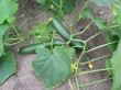 English Cucumber