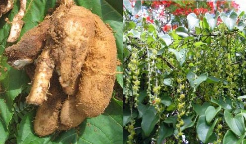 Edible yam