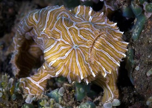 Psychedelic Frogfish