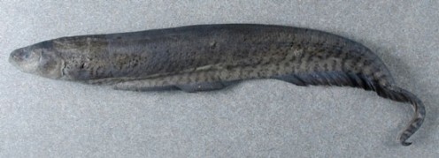 Omars' Banded Knife fish