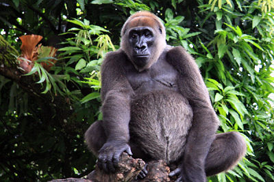 Photo copyright arenddehaas via Wikimedia Commons