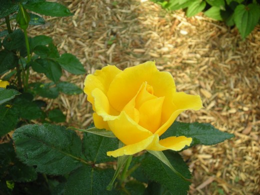 MIDAS TOUCH. A STUNNING YELLOW.