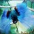 bird of paradise bird of paradise