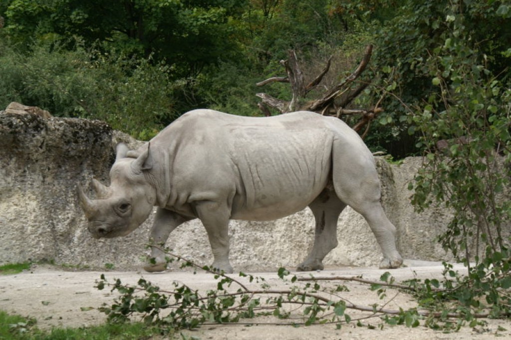 west african black rhinoceros facts