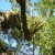 Up a Tree Up a Tree