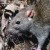 a big rat a big rat