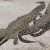crocodiles crocodiles