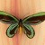 queen alexandra male queen alexandra male