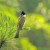 vietnam songbird vietnam songbird