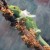 jeweled gecko jeweled gecko