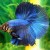 Striking Blue Halfmoon Betta with dark blue outer fin Striking Blue Halfmoon Betta with dark blue outer fin