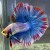 Blue fin Halfmoon Betta Blue fin Halfmoon Betta