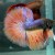 Orange fin Halfmoon Betta Orange fin Halfmoon Betta