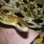 beauty rat snake beauty rat snake