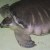 pig-nosed turtle pig-nosed turtle