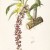 orchid orchid