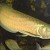 arowana or dragon fish arowana or dragon fish