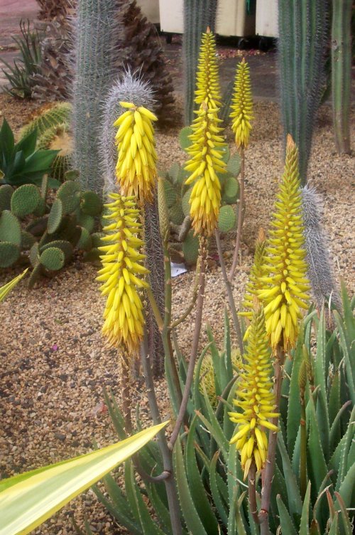 Aloe vera in flower