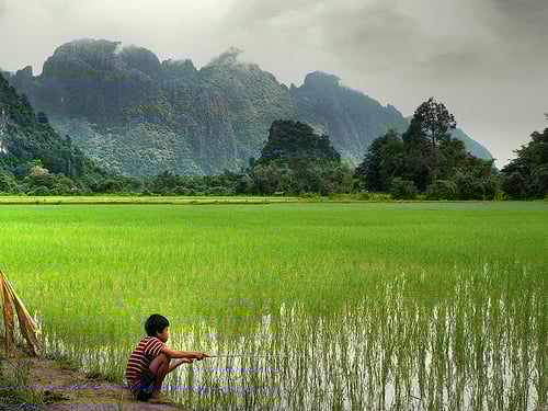 Paddy Fields, Vietnam