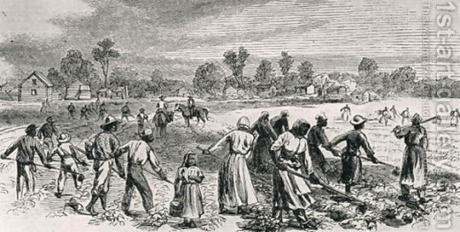 Labour in the cotton fields