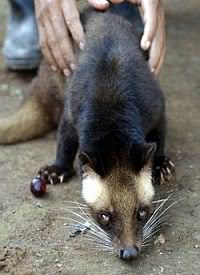Asian Palm Civet (Paradoxurus hermaphroditus).Picture: RidwanAZ.com