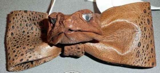 Hey... it's a cane toad bow tie, what more do you want? Check out www.toadshop.com