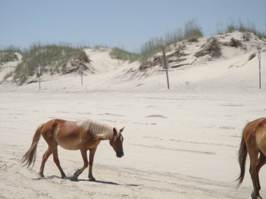 Wild Spanish horses of Corolla, NC of the Outer Banks