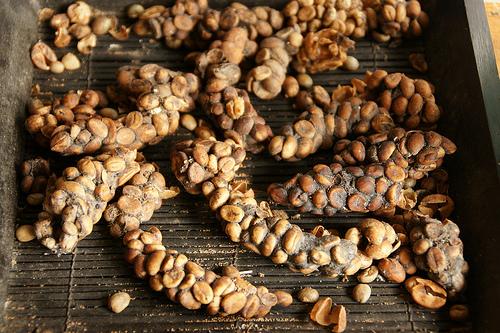 Civet droppings which contain coffee beans. Pictur: RidwanAZ.com