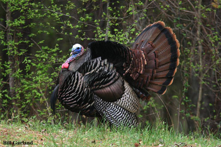 The old Gobbler expects the hens to come to him.