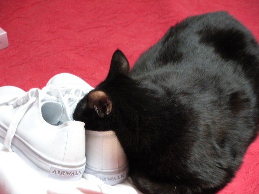 Sootsie asleep with nose in shoe!