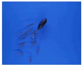 Real fish are attracted by robot fish as it leads them to safety following an oil spill, saving their lives and possibly our future fishing industry.