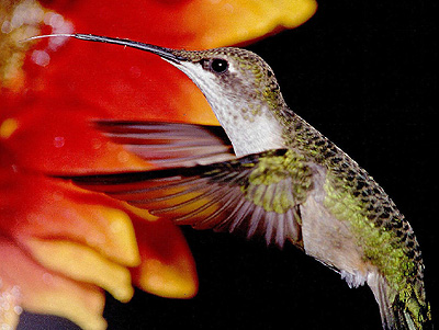 Hummingbird extracting nectar from a flower